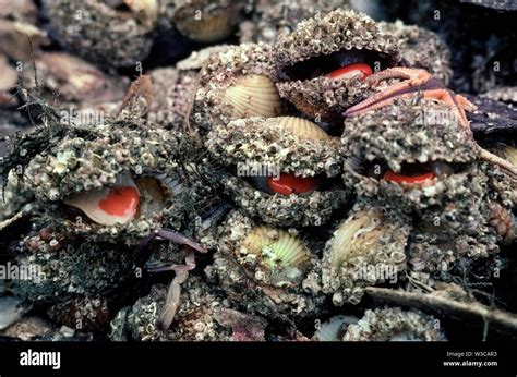  Dosinia! Un Mollusco Bivalve che Scava nel Mare con la sua Veloce Apertura e Chiusura