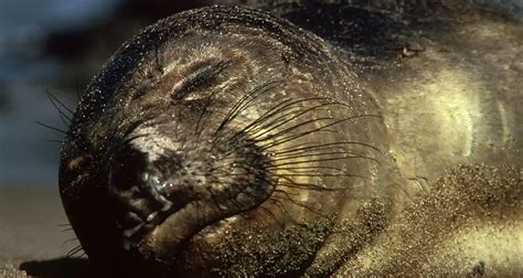  Jassa! Un piccolo verme dalle sorprendenti abitudini di sopravvivenza nell'oceano profondo.