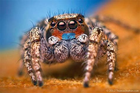  Jumping Spider: Un Maestro Acrobata Con Otto Occhi e un Talento Intuitivo Per la Caccia!