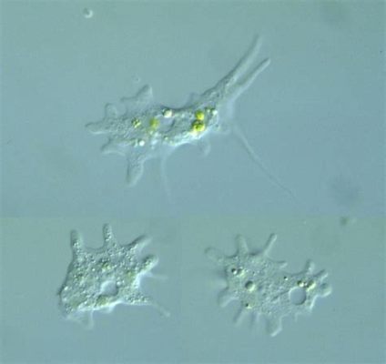  Korotnevella! Un Protista Che Fa le Capriole tra i Granuli di Sabbia