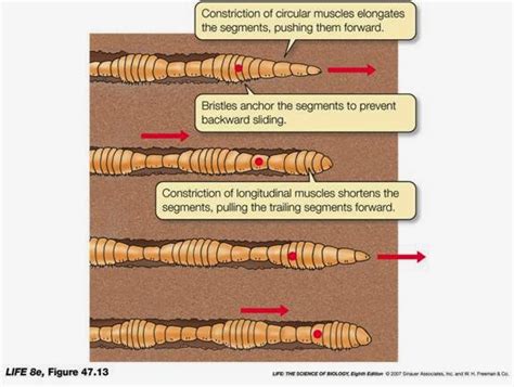  Lithobius: Un maestro della locomozione sotterranea con un appetito insaziabile per i piccoli invertebrati!