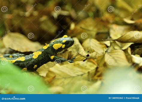  Salamandra: Una creatura che striscia nell'ombra della foresta e si nasconde sotto le foglie umide!