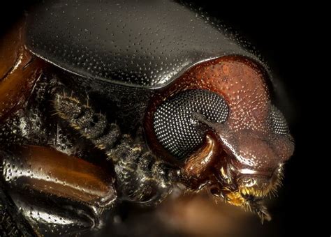 Tenebrionide: Un piccolo gigante che si aggira silenzioso nel buio della notte!