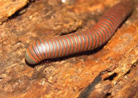  Woodland Millipede: A Tiny Armored Tank Roaming Forests With an Unquenchable Thirst for Decay!