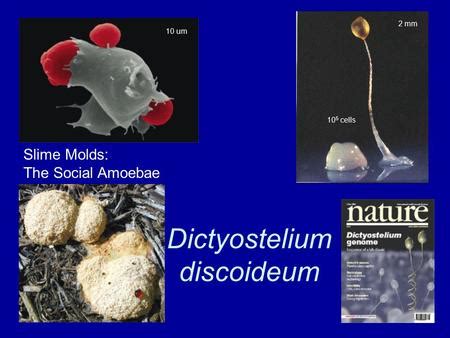  Dictyostelium: Un piccolo slime mold che sfugge al destino di essere solo una muffa!