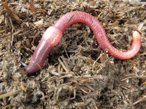 Diplodo di Terra: Un affascinante verme dal corpo piatto che si muove con un'eleganza sorprendente e si nutre dei detriti del bosco!