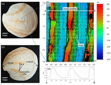  Dosinia: Un Mollusco Bivalve che Conquista il Fondo Marino con la sua Eleganza Ribaltante!