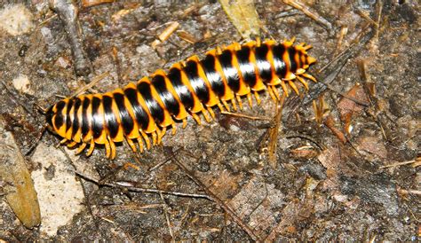  Flatback Millipede: Il maestro della decomposizione che danza lentamente su un letto di foglie!