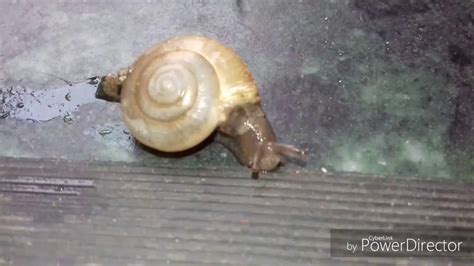  Helix Aspersa: Un Maestro Dell'Arte del Rilassamento che Possiede una Casa Portatile!