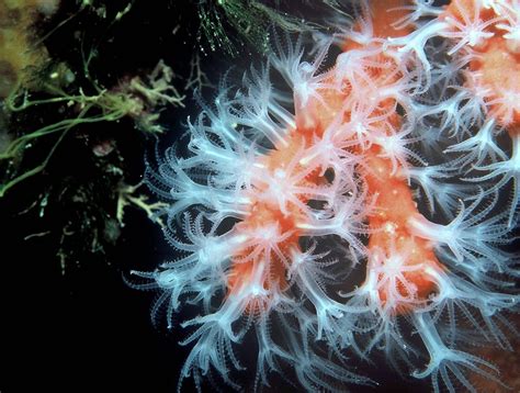  Isoconia: Un polipo che balla tra le onde del mare!