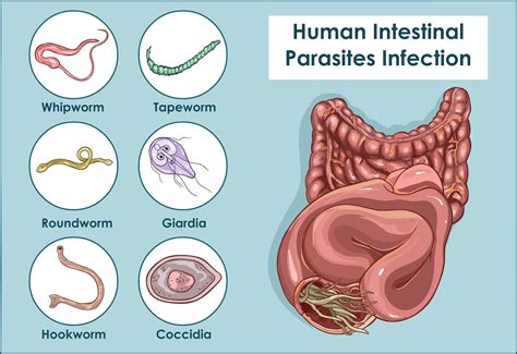  Isospora: Un piccolo parassita che tipicamente infetta l'apparato digerente degli animali domestici!