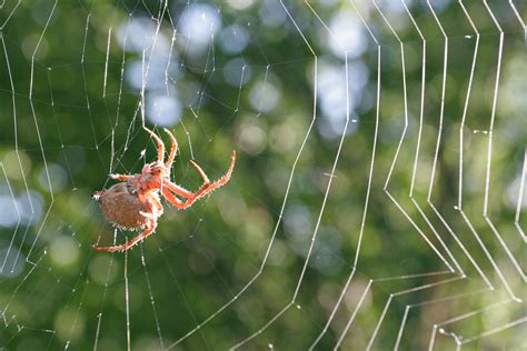 Questing Spider: Unanimously Admired for Its Exquisite Web-Spinning Prowess and Undeniably Agile Hunting Techniques!