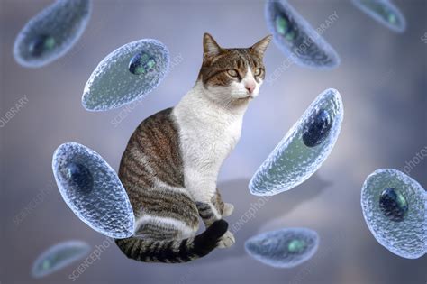  Toxoplasma gondii: Un Parassita Intracellulare che Ispira il Gioco del Micio e la Speranza di un Supercervello!