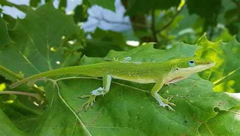  Yellow-Spotted Lizard: Conosci il Reptile che Si Camuffa Tra le Foglie con un Mosaico di Colori Vivaci?