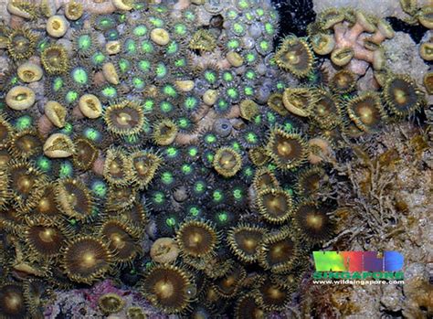  Zoanthidea: Scoprite questi affascinanti animali coloniali che formano incredibili giardini sottomarini!